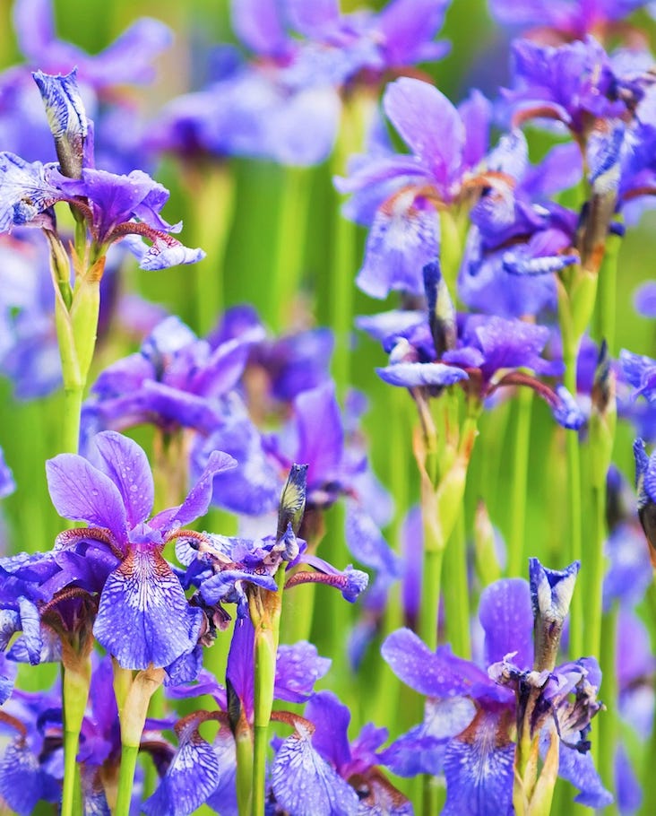 old fashioned flowers iris