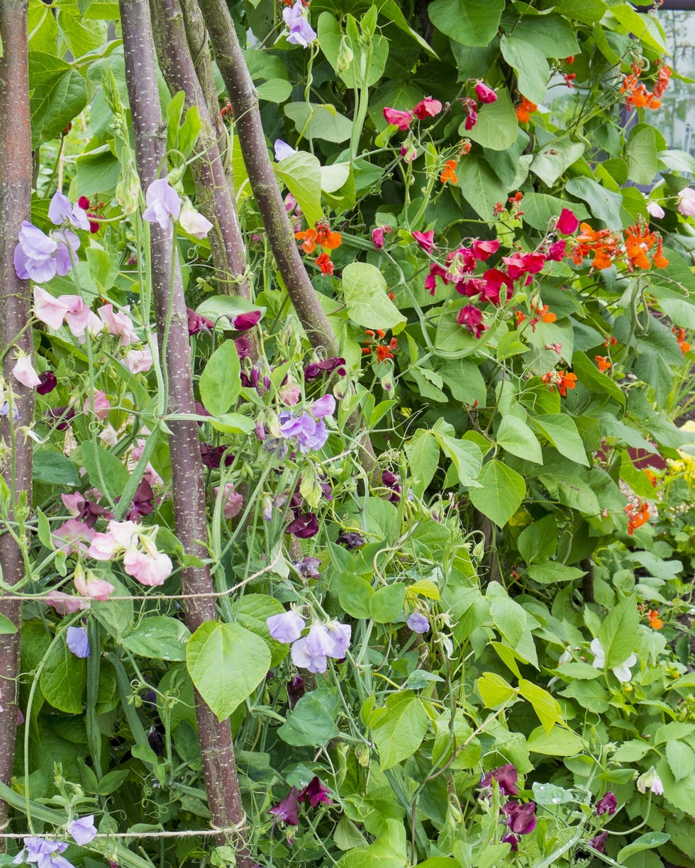 old fashioned flowers sweet pea