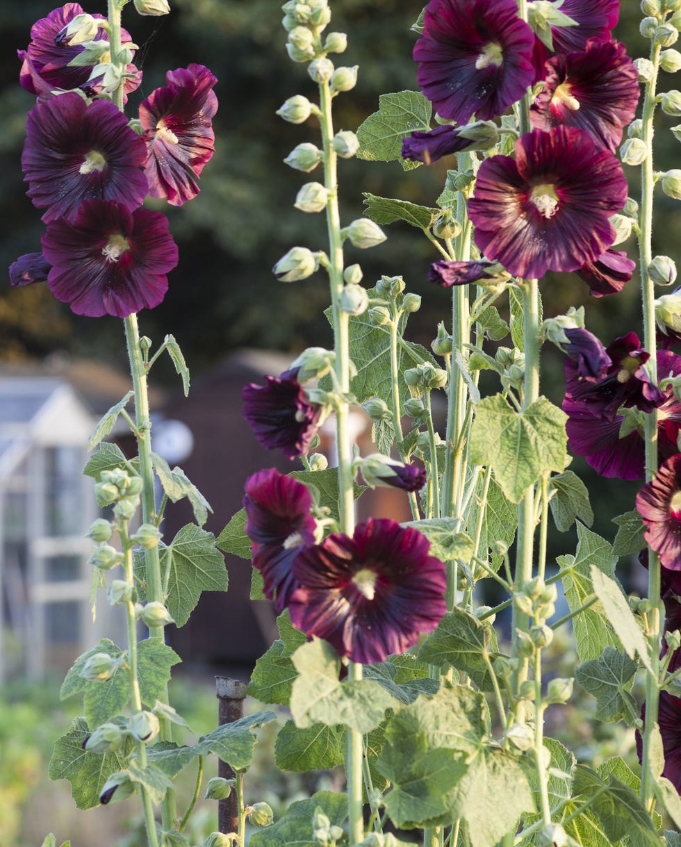 old fashioned flowers hollyhock