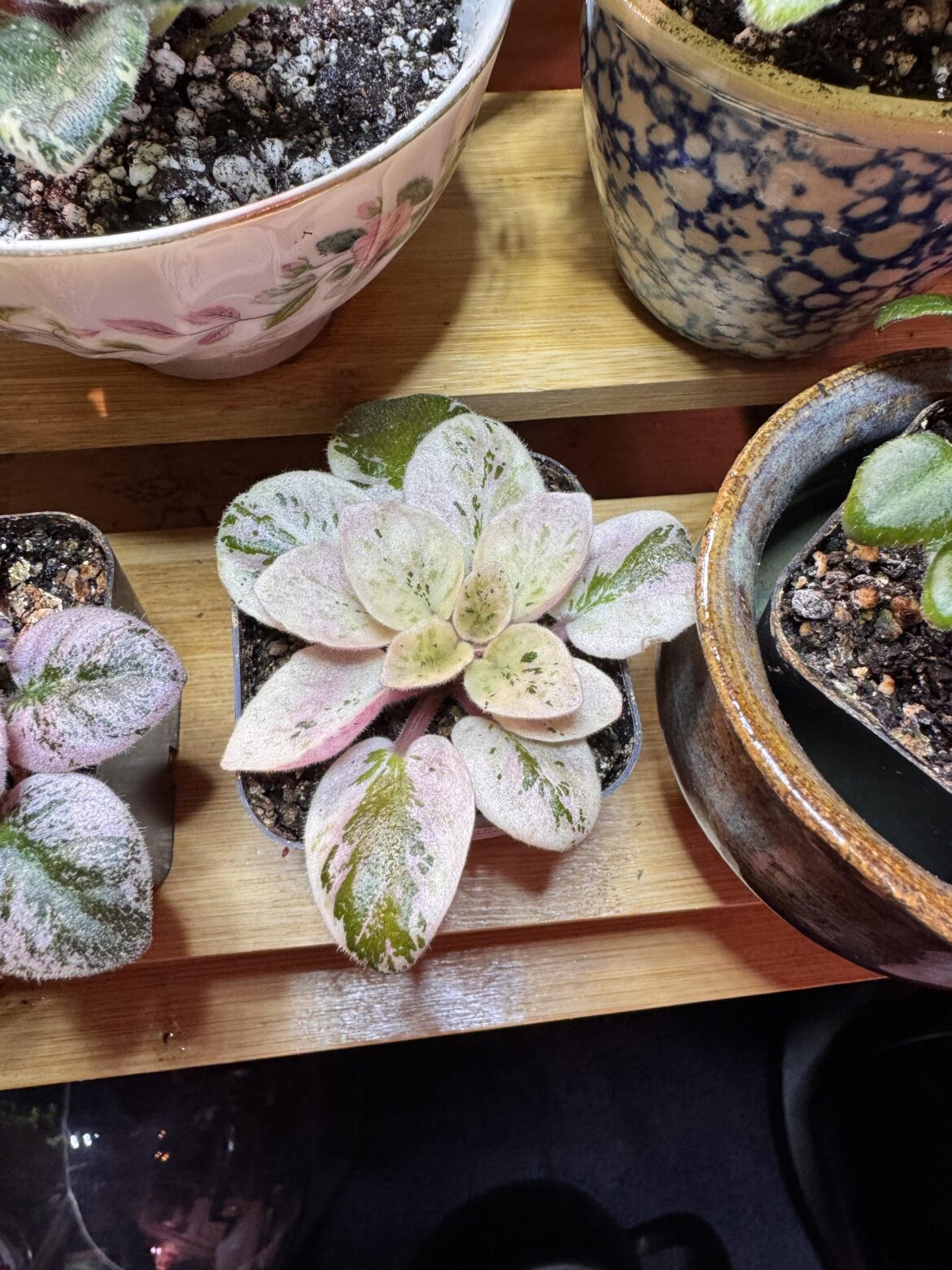 i can’t stop buying them