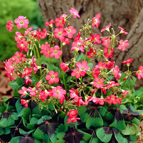 (Gardening Direct)