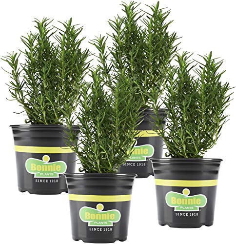 Rosemary, 4-pack