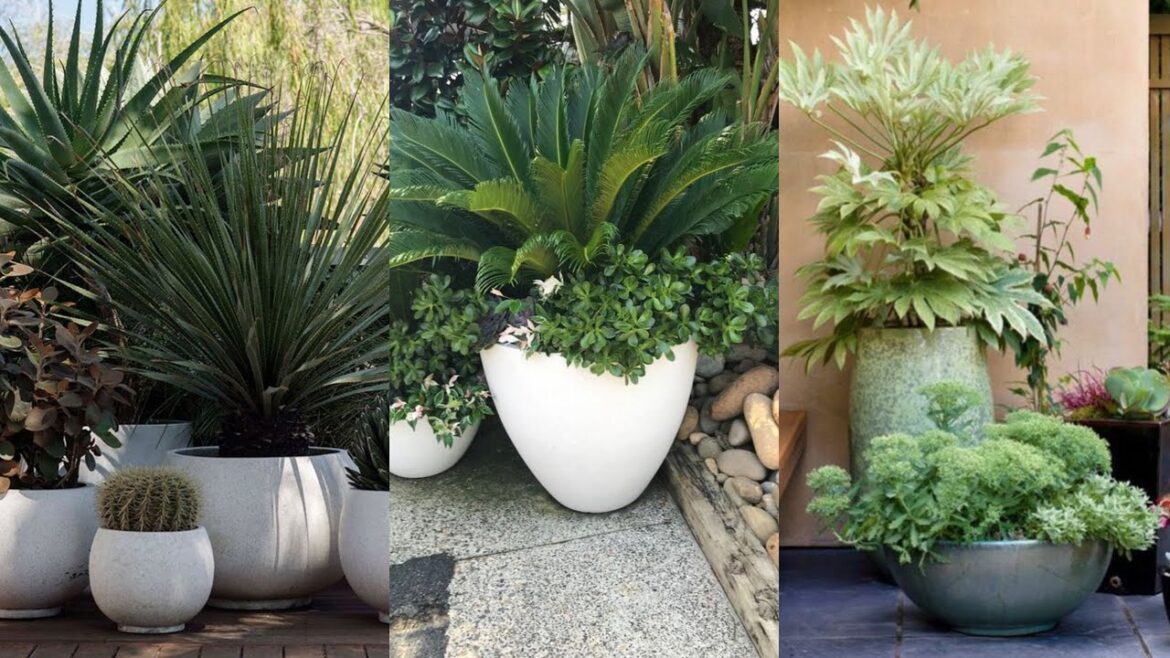 Potted plant garden ideas landscapes | Front Yard Potted Plant ideas | Flower Pots in Garden Potted plant garden ideas landscapes | Front Yard Potted Plant ideas | Flower Pots in Garden