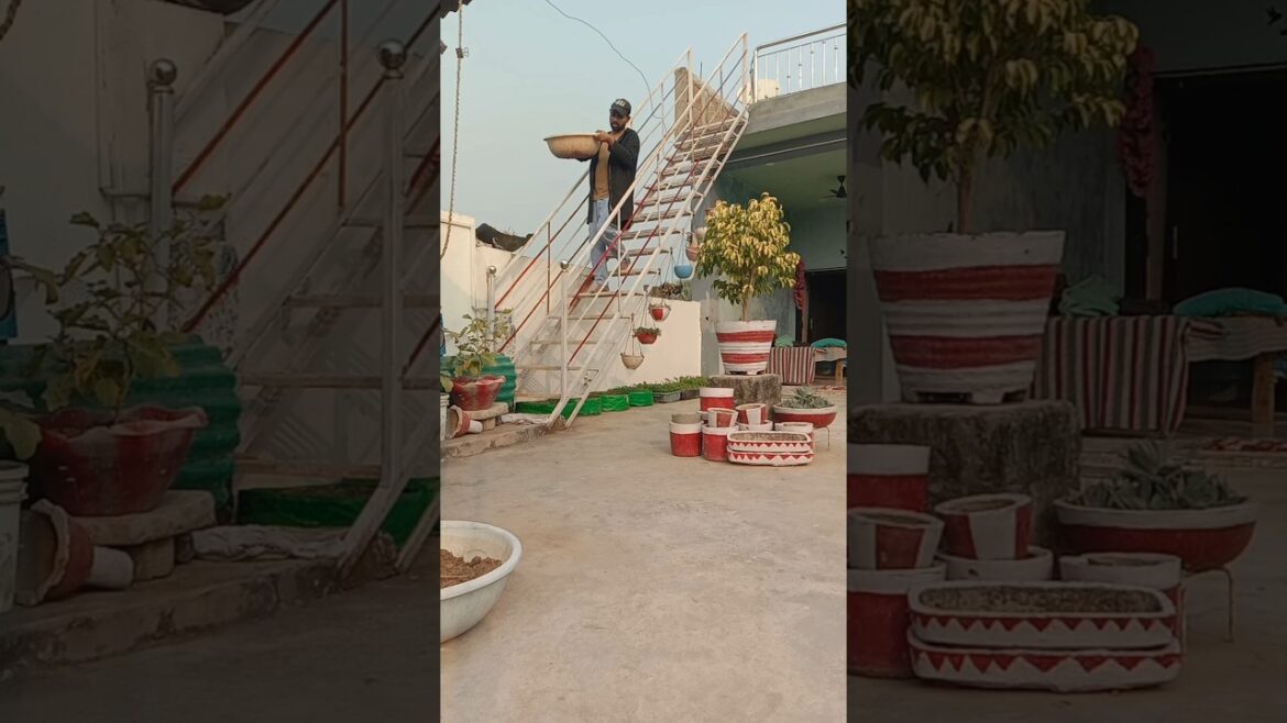 Terrace vegetables garden ideas π‘ #gardening #plants #vegetables Terrace vegetables garden ideas π‘ #gardening #plants #vegetables