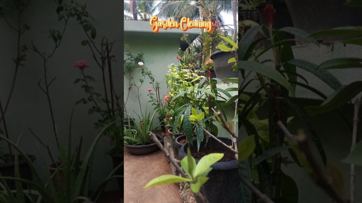 Gardening 🏠🪴#garden #gardeningideas#gardening #gardencleaning#homegarden #trendingshorts#malayalam