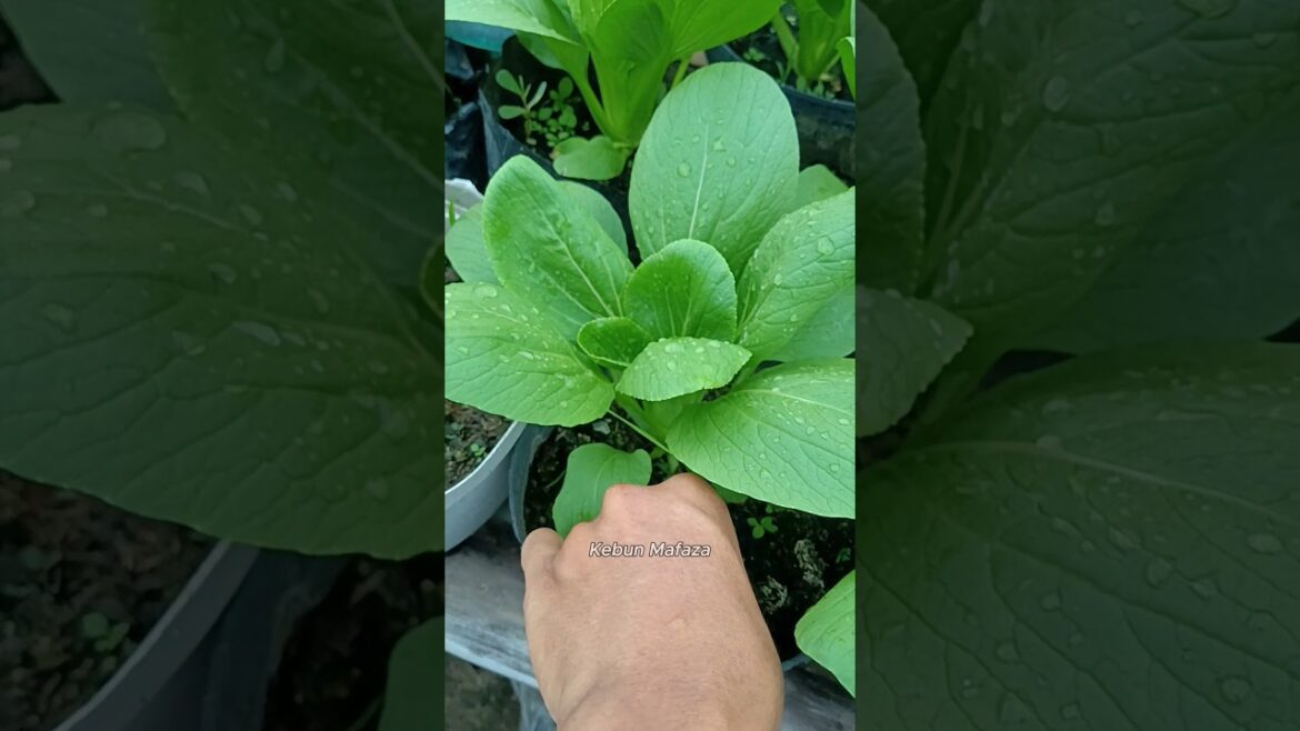 mustard greens plant care in front yard