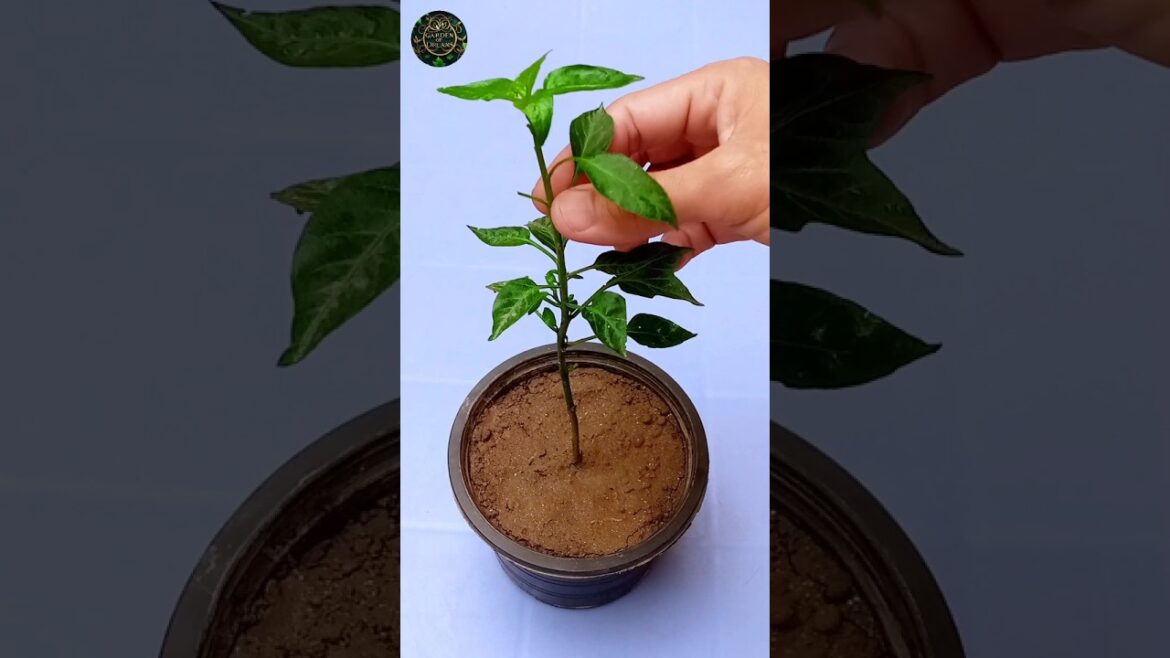 Chilli Plant Care Tips #shorts #gardening #tips Chilli Plant Care Tips #shorts #gardening #tips