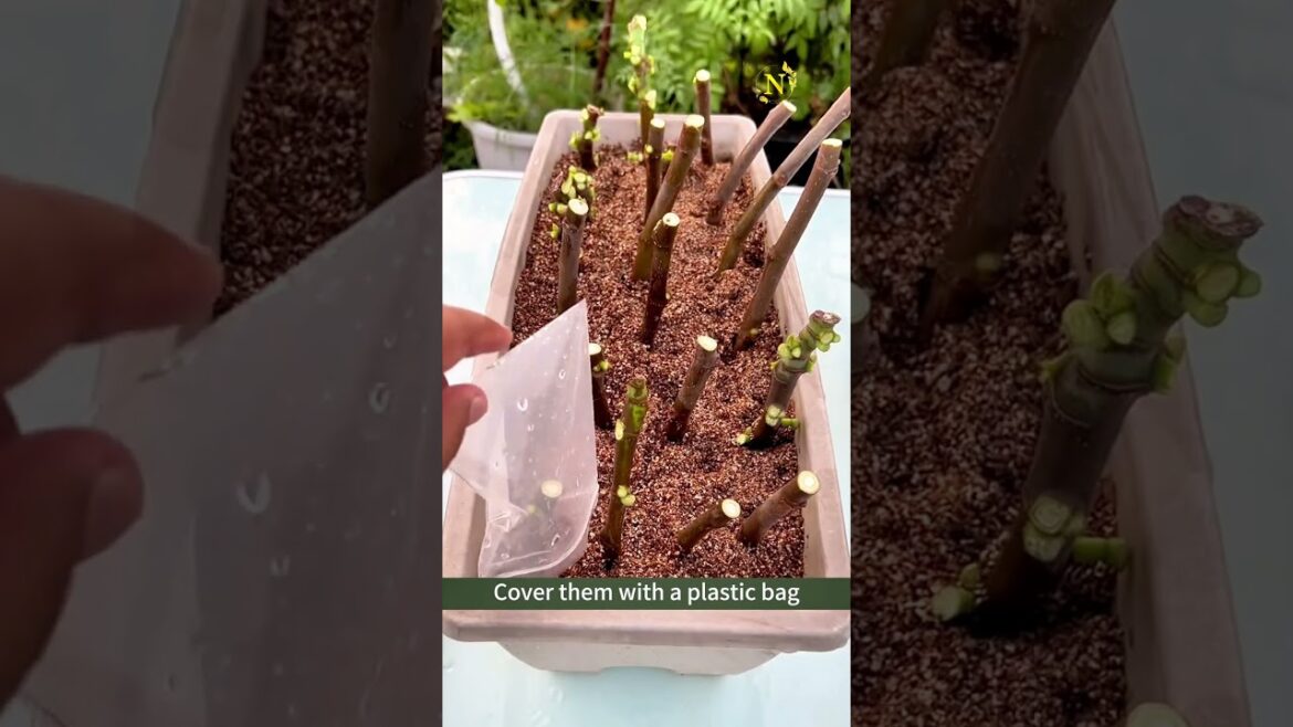 How to Propagate a Fig Tree & Grow It in a Container | Easy Gardening Guide!