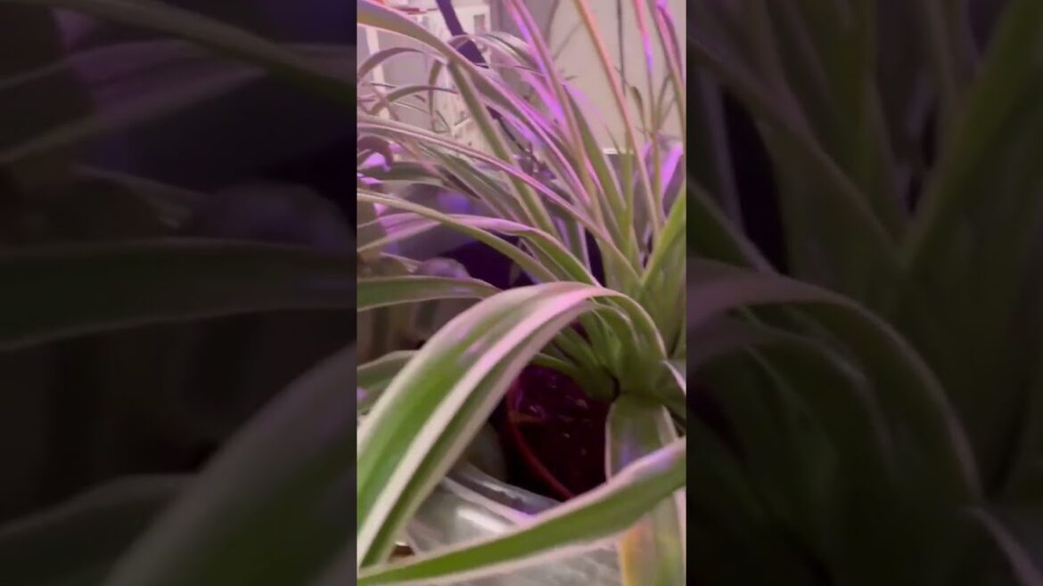 Spider plant #gardening  #tips #ytshorts  #morning  🌞 #garden 🌱 #motivation #flowers #motivational