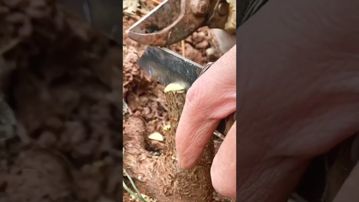 Want Grafting Success? Watch This Now #grafting #plants #garden #tree #mygarden #architecture #trees