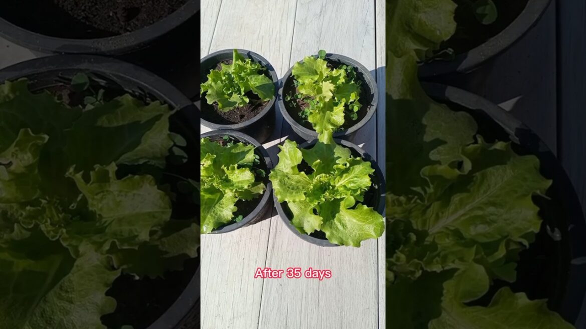 Grow lettuce from seeds #lettuce #saladpatta#gardening#PSL#IPL#cricket#pahalgam#shorts#trump#organic