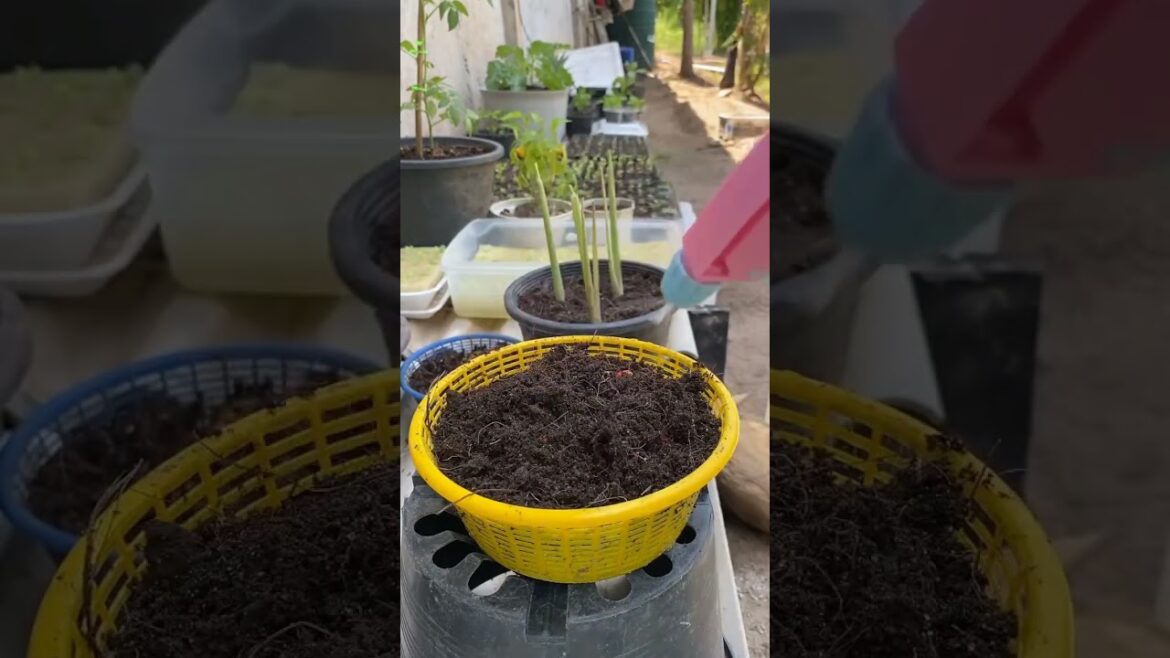 Red chilli propagation #gardening #tomata #gardenfertilizer #pencilportrsit #gardeningsupplies