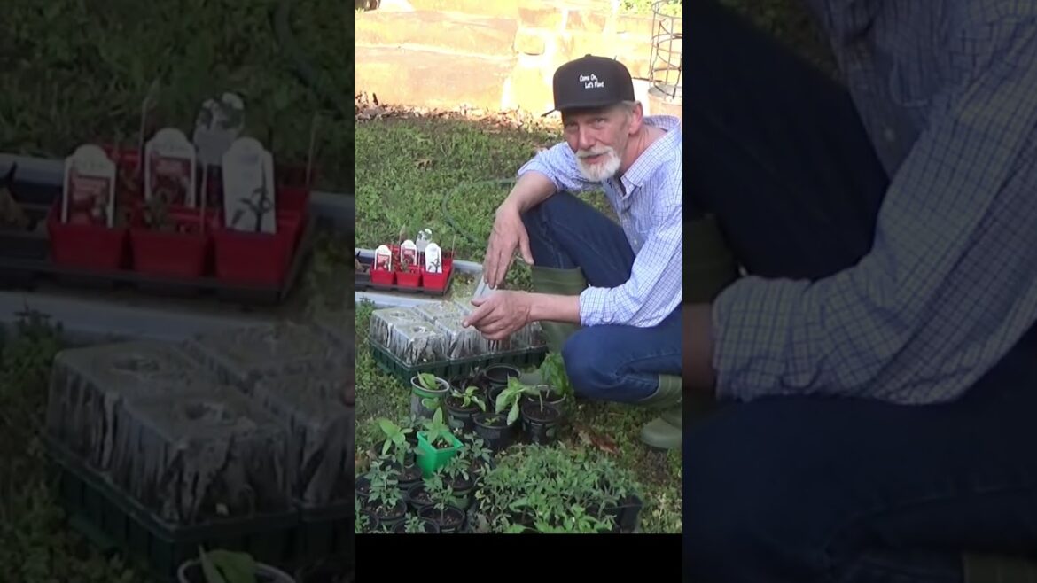 I listened to the old timers #vegetablegardening #growfoodnotlawns #gardening #growyourownfood I listened to the old timers #vegetablegardening #growfoodnotlawns #gardening #growyourownfood