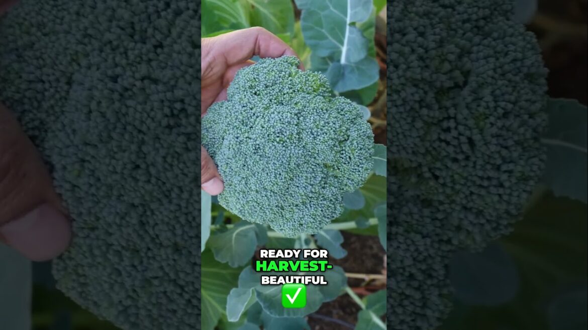 California Gardening: Growing and Harvesting Broccoli β Fresh from Garden to Table! π₯¦ Growing and Harvesting Broccoli β Fresh from Garden to Table! π₯¦