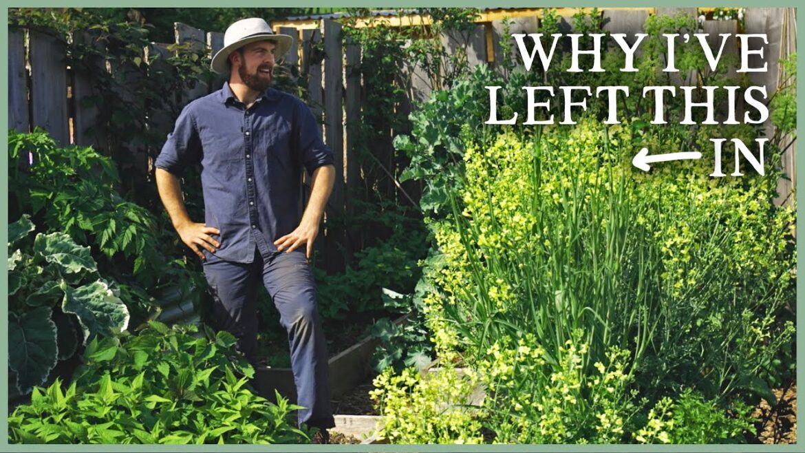 Chop & Drop for Tomatoes & Polyculture Plantings | The Kitchen Garden Ep3