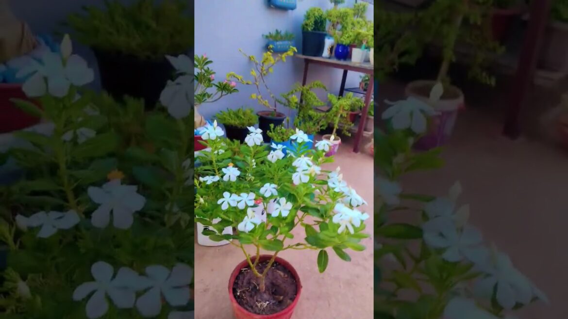 Sadabahar plant bonsai 🌱 ☘️🍃#pinching  #gardening #plants #flowers #garden #youtubeshorts