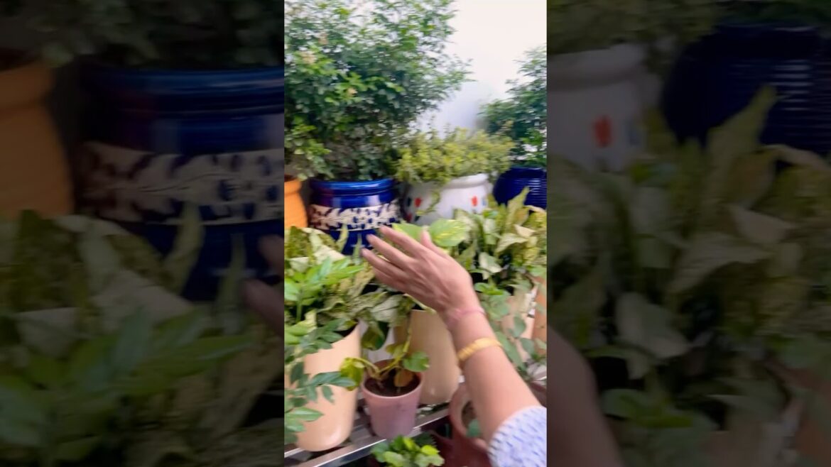 Ek plant se taiyar hue teen 😃😃 suman’s kitchen garden