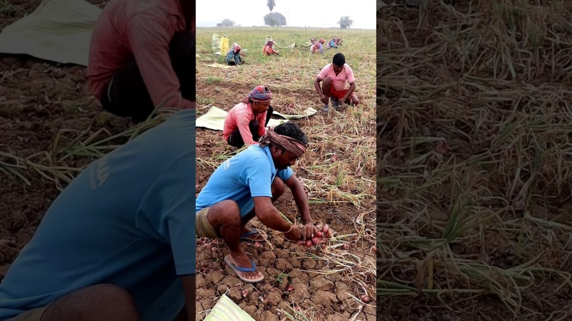 Onion Harvesting Manually #shorts