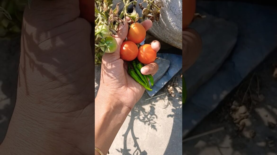 Tomatoes And Chilli Harvest #terracegarden #garden #vegetables #shorts #yt @OrganicGardening1918