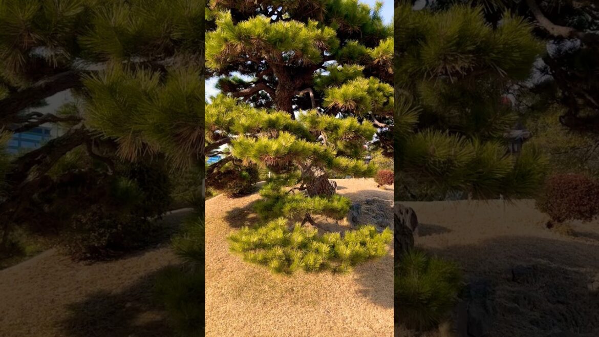 #shorts beautiful Japanese’s Garden #landscape #outdoors #gardendesign #garden #relaxing #beautiful