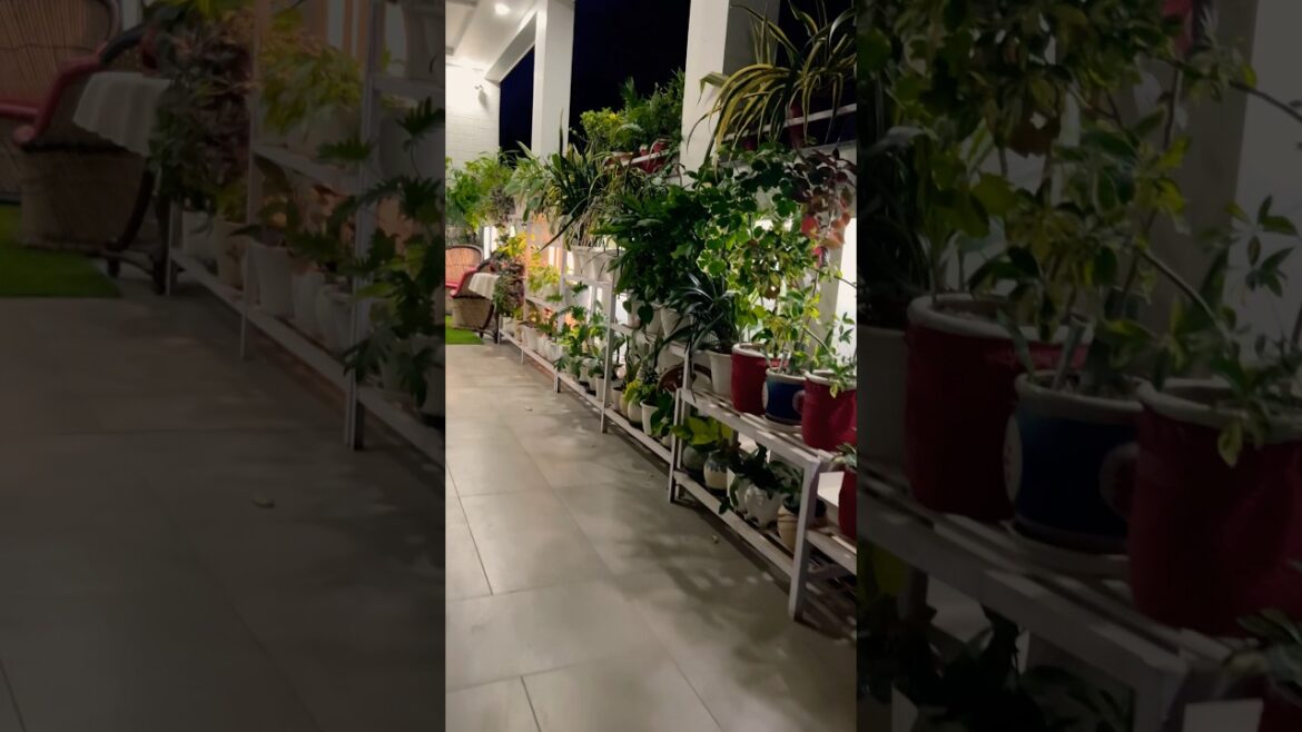 Indoor garden #garden #indoorplants #gardeningtips #gardening #houseplants #plantsvszombies #shorst Indoor garden #garden #indoorplants #gardeningtips #gardening #houseplants #plantsvszombies #shorst