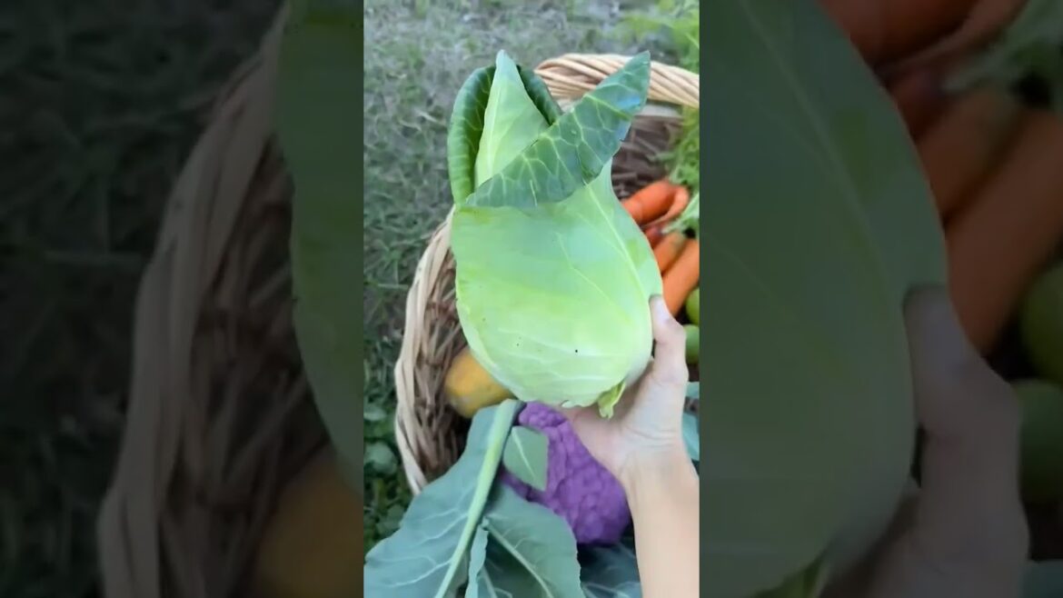let's harvest 😀 #gardening #mybackyardgarden #like #vegetable #harvest #trending #growyourownfood