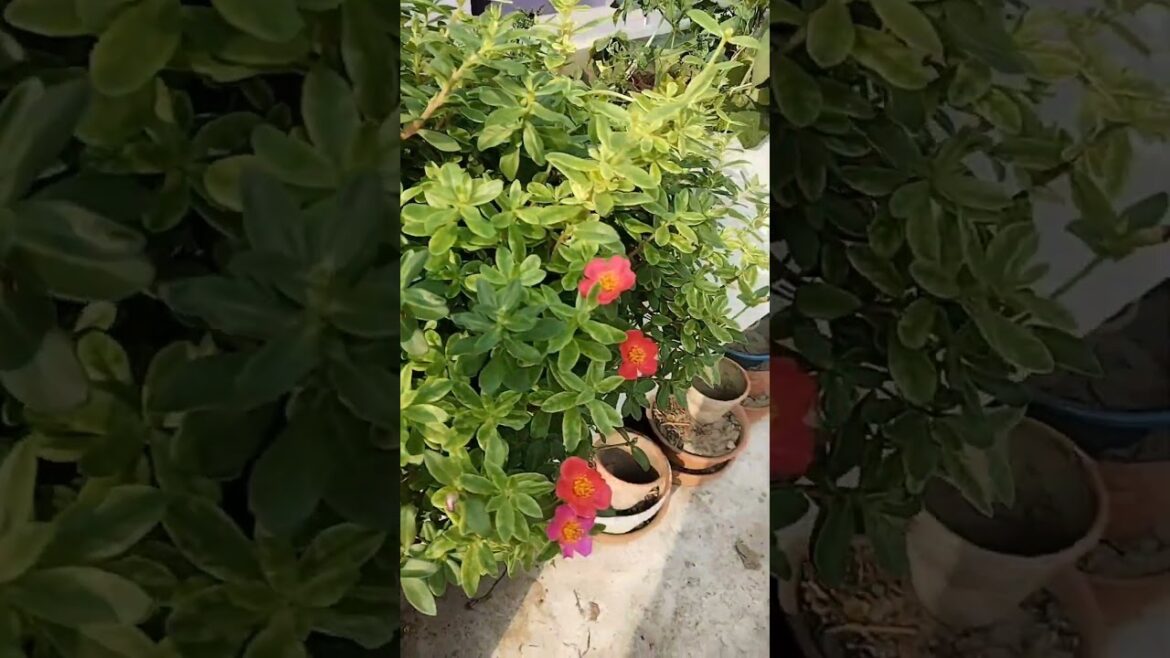 9 o'clock Flower~portulaca Plant~Morning Flower.  #explore#flowers #trends #nature