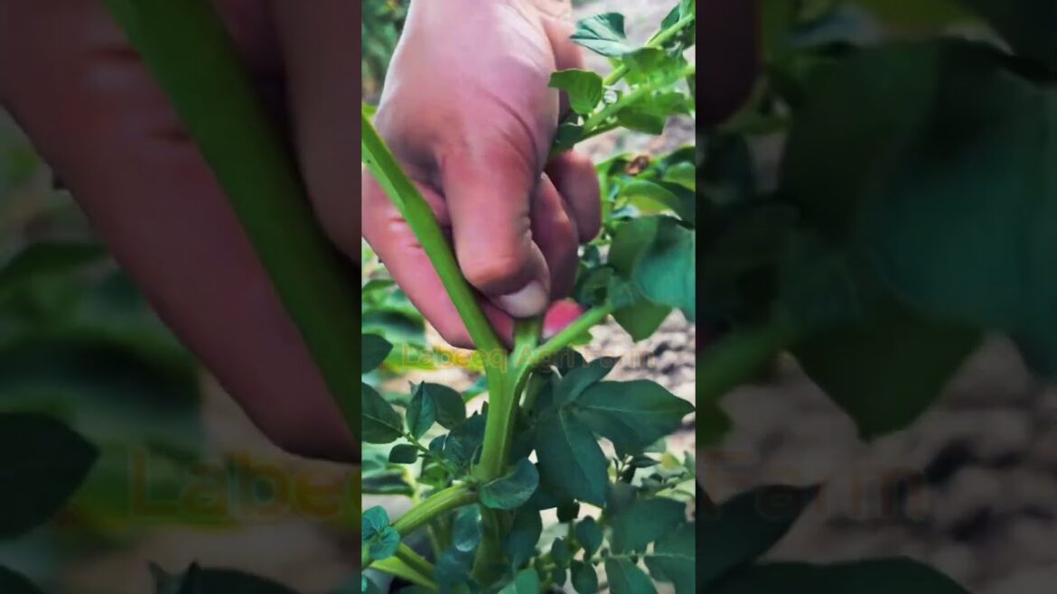 #shorts #agriculture #farming #labeeqagrifarm