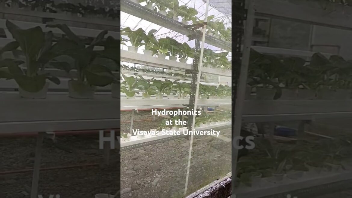 Engr. Alan B. Loreto Shares his Expertise in Water-Based Vegetable Gardening @Ziti-z Engr. Alan B. Loreto Shares his Expertise in Water-Based Vegetable Gardening @Ziti-z