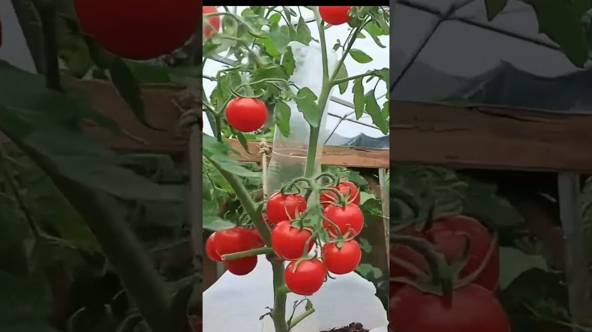 🍅 Easy Grow Cherry Tomatoes at Home in 66 Days! | Fast Planting in Pots 🌱 #shorts #homegardening