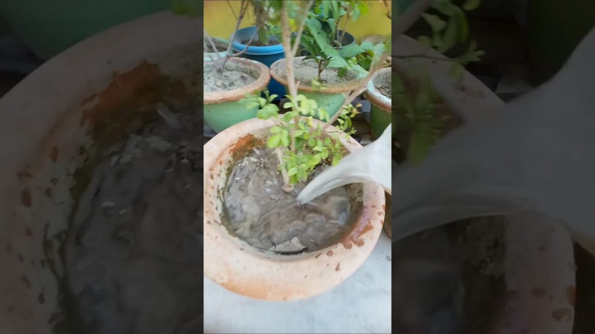 🌱 Nature Beauty in my terrace garden 🪴✨💚 | बागवानी करे | #motivation #ytshorts 🌱 Nature Beauty in my terrace garden 🪴✨💚 | बागवानी करे | #motivation #ytshorts