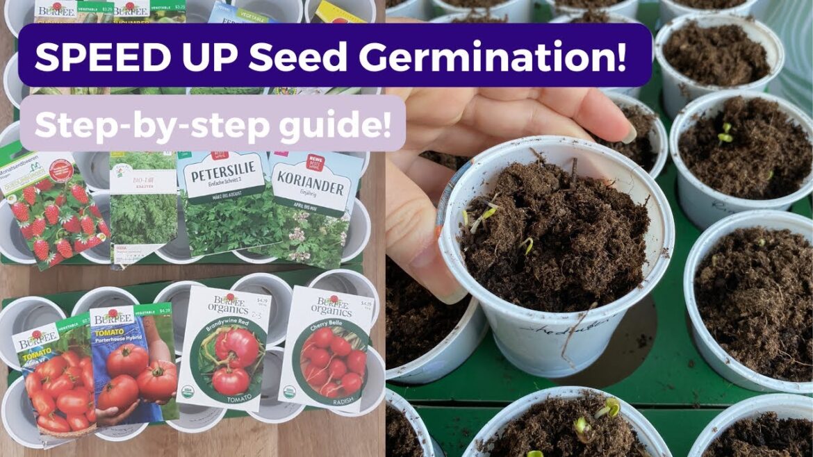 How to Germinate Seeds for Garden FAST How to Germinate Seeds for Garden FAST