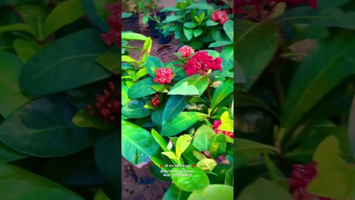 Shri Ram Nursery #flowers #nature #shortsfeed #bonsai #shriramnursery #shortsviral #shorts #bonsai Shri Ram Nursery #flowers #nature #shortsfeed #bonsai #shriramnursery #shortsviral #shorts #bonsai