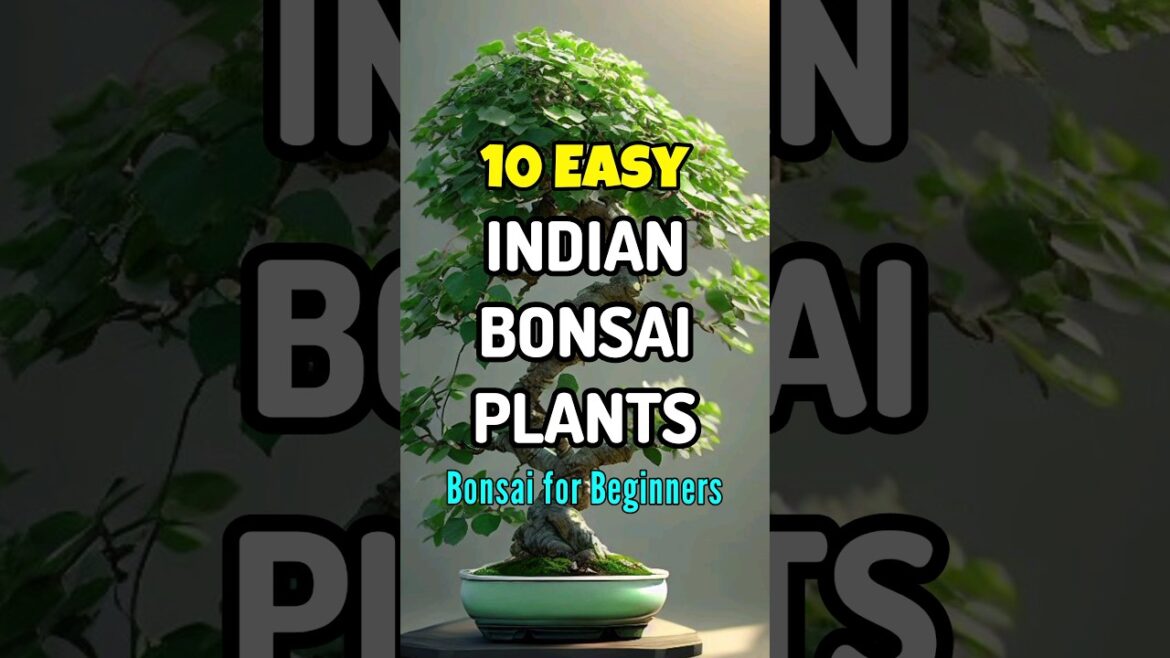 Best bonsai plants in india / #shortvideo #bonsai #gardening