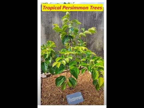 Persimmons Triumph and Tropical SFL Short Intro Persimmons Triumph and Tropical SFL Short Intro