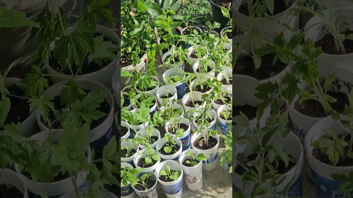 Ready to plant #garden #plants #nature #summergarden #tomato #bittergourd #eggplant #gardening