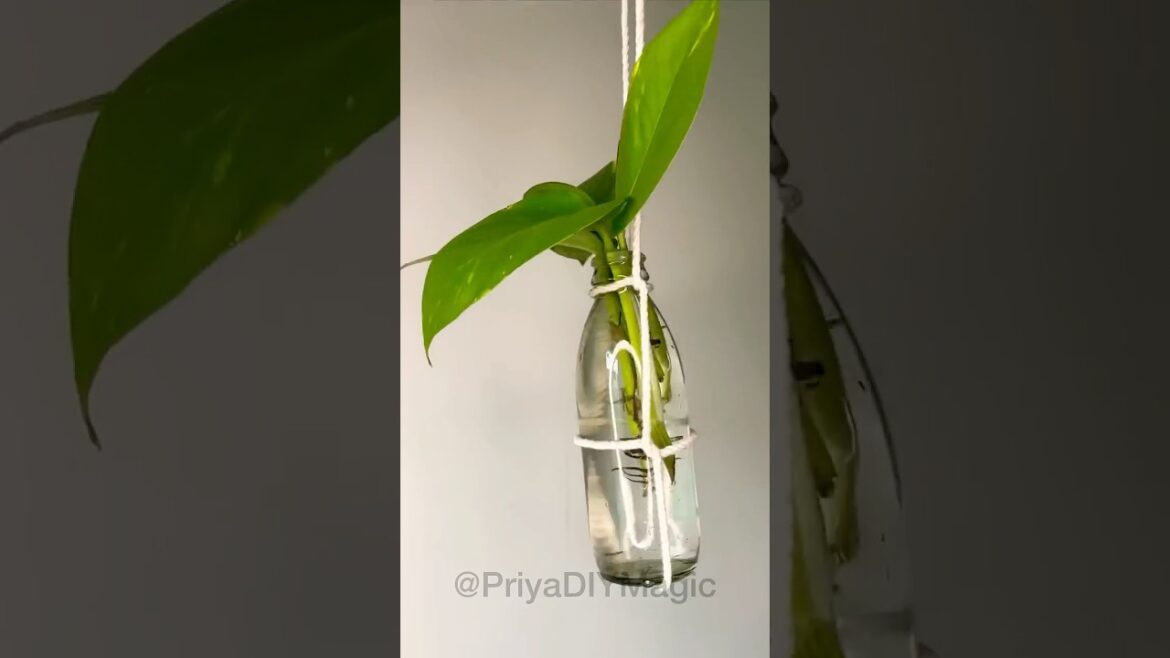 Save this Easy 🌿 Plant DIY! 🪴 Add Greenery to Your Home! ✨ #viral #diy #plantlovers #homedecor Save this Easy 🌿 Plant DIY! 🪴 Add Greenery to Your Home! ✨ #viral #diy #plantlovers #homedecor
