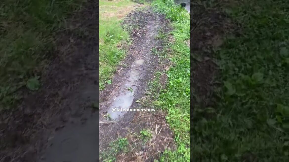 My three ditches are working! #rain #rainsounds #garden