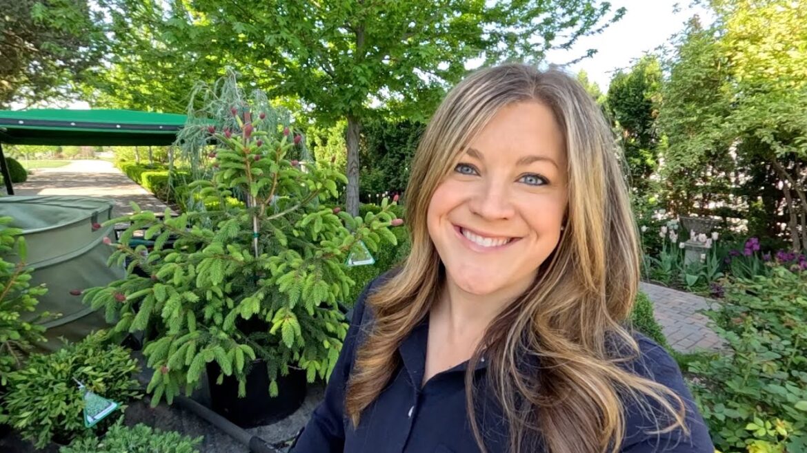 Garden Answer: Planting 6 Beautiful Evergreens! 🌲 🤩🌲 // Garden Answer Planting 6 Beautiful Evergreens! 🌲 🤩🌲 // Garden Answer