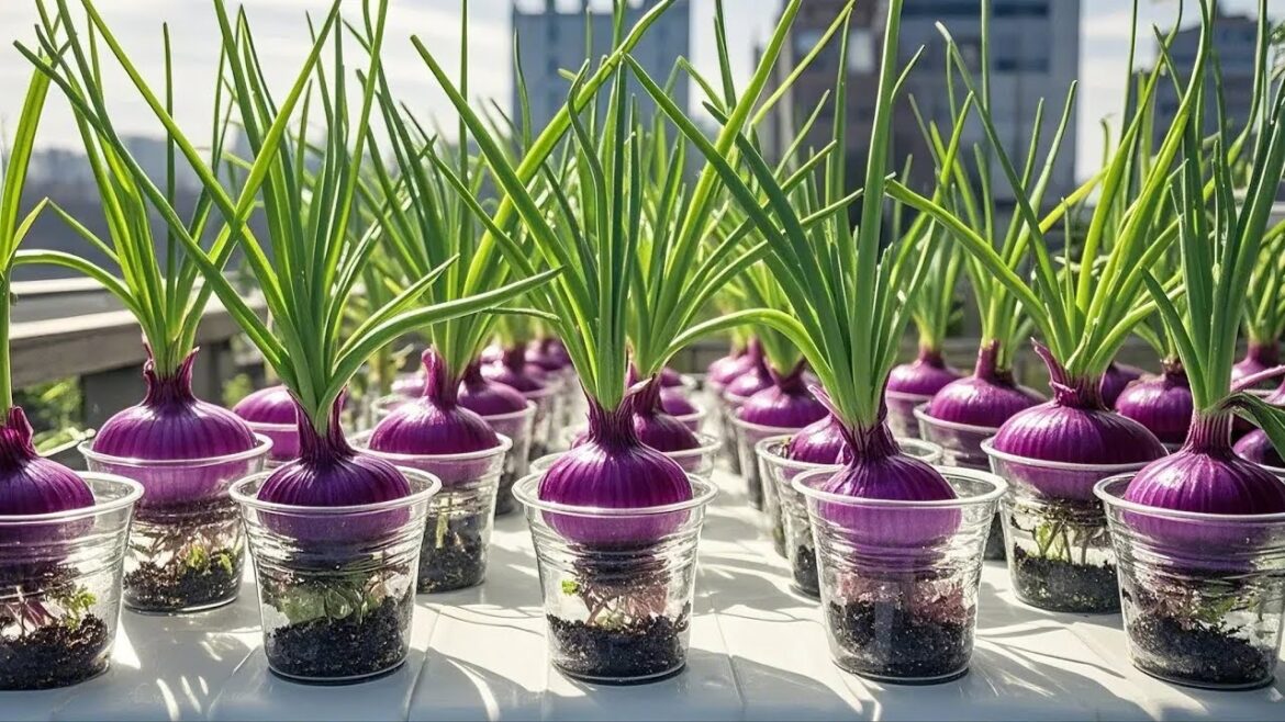 Container Garden is a Specific Interest Area within Balcony Gardening for Beginners