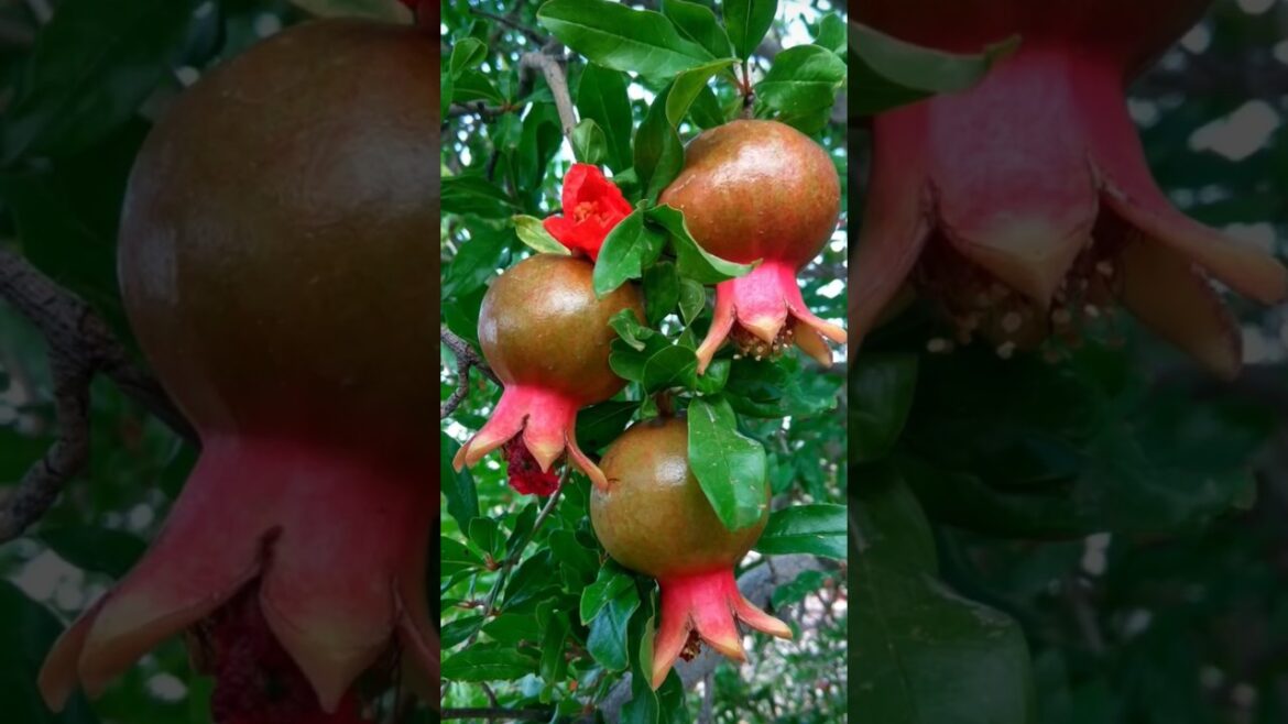 Watch 6-Month Pomegranate Plant Grow!Skyleaf Garden 🌱🌱 #pomegranate #garden #plants #shorts Watch 6-Month Pomegranate Plant Grow!Skyleaf Garden 🌱🌱 #pomegranate #garden #plants #shorts