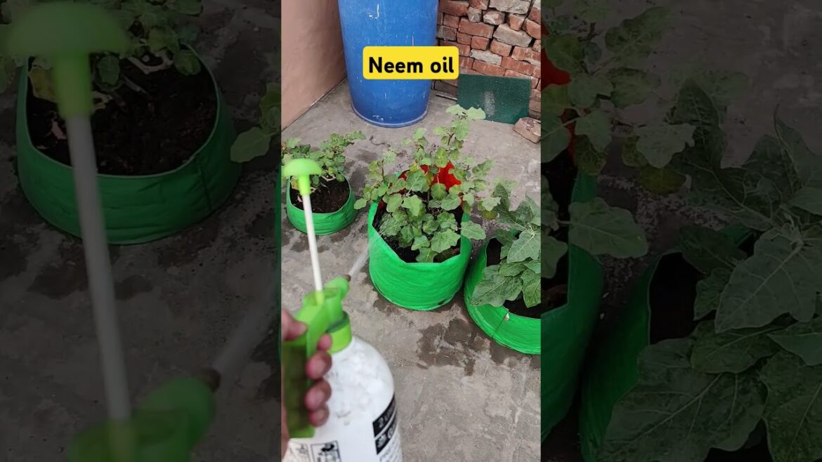 Neem oil #terracegardenindia #gardendesign #kichangarden #garden #plantsofindia #gardeningideas