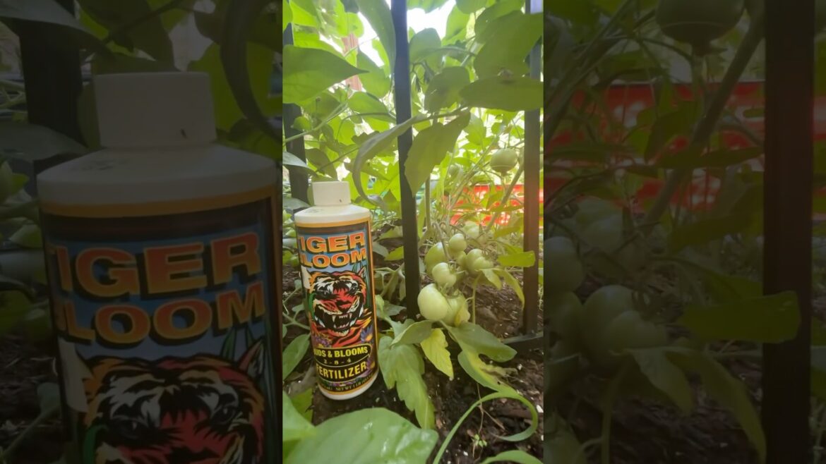 How To Fertilize Tomato Plants