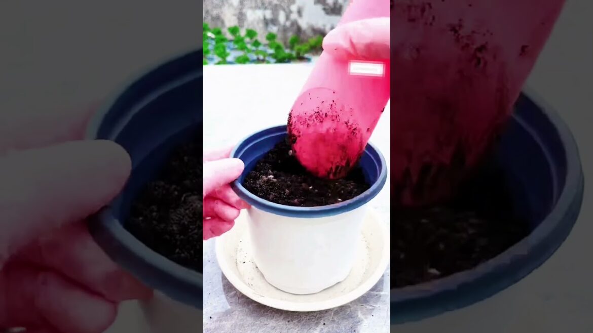 How to grow seedling kalanchoe plant ☘️#garden #floweringplant #kalanchoeflower #succulentplant