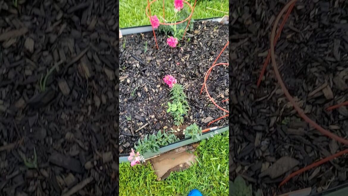 first raised bed garden #raisedbed #garden #vegetables #flowers #millennial