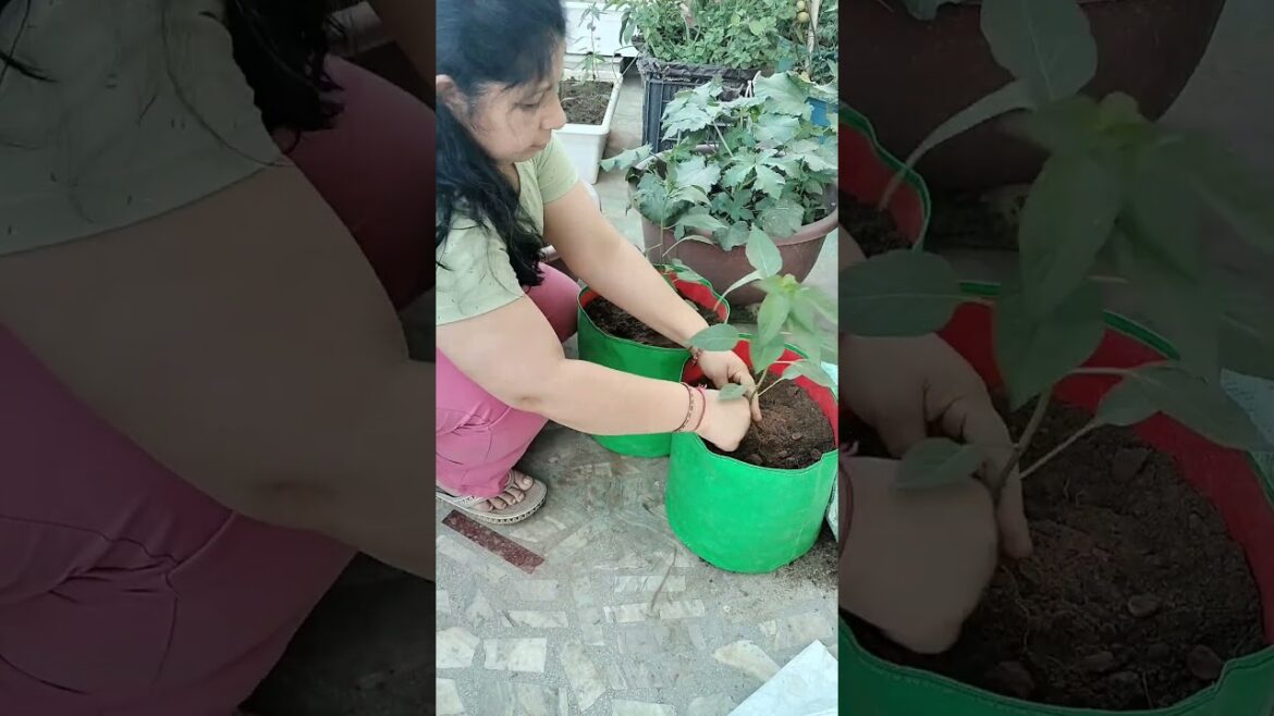 experimets on chilli plants 🌶️🌿//#gardenplants #vegetablegardening #shortsviral #shorts #gardening