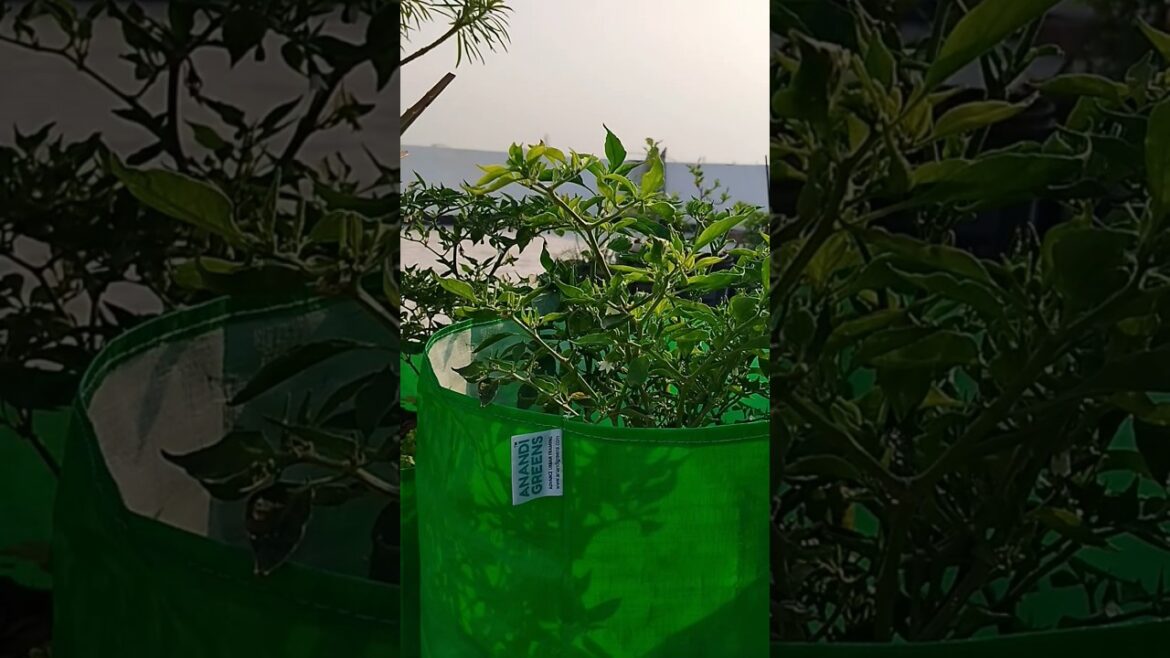 The Beauty of Rural Life#ytshorts #terracegarden #nature #gardeningT