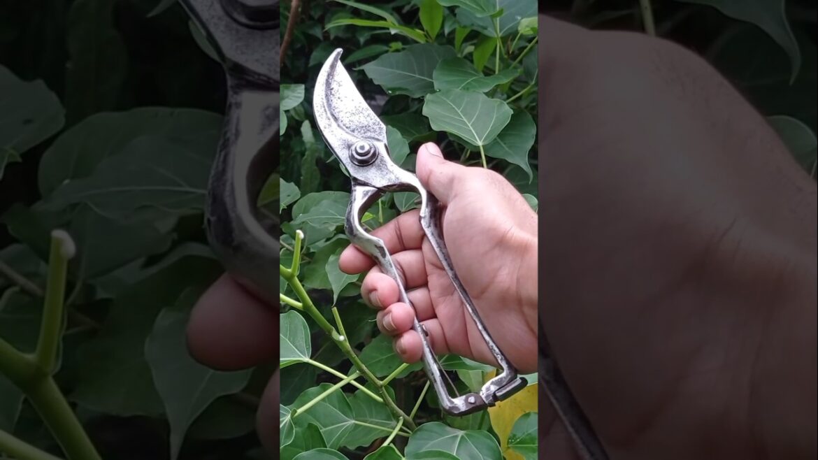 Gardening scissors repair. Easy shears repair.#shorts #new #gardening #tools #shears #viral