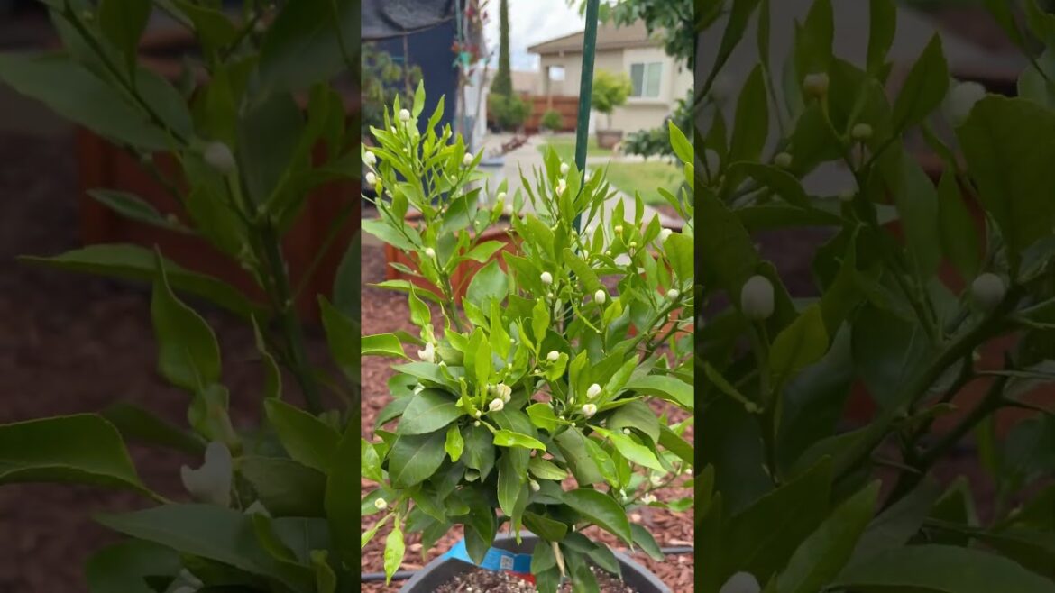 Shiranui Dekopan Sumo mandarin flowering in container             #garden
