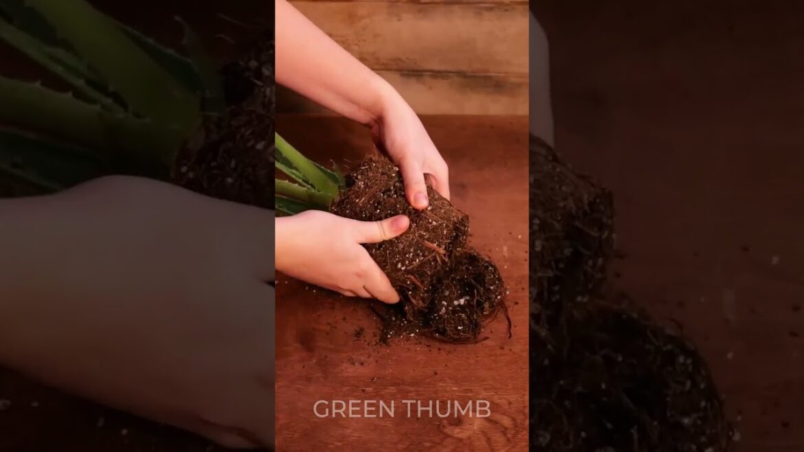 Unleash Your Dream Garden with These INCREDIBLE Hacks!
